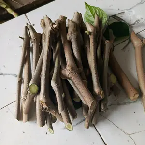 BIBIT STEK TRICHANTERA GIGANTEA PAKAN TERNAK KELINCI DOMBA KAMBING