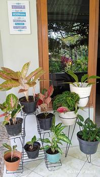 Product Review of STANDING POT MURAH / RAK BUNGA BESI MURAH / RAK SUSUN 6 from A**n 0
