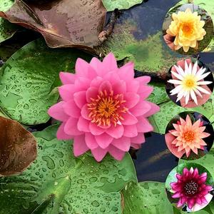 NenúfarCabezaRojaSemillas100GranosFloresFlotantesPlantaAcuáticaFácildeCultivarIdealparaEstanquesyJardinesAcuáticos