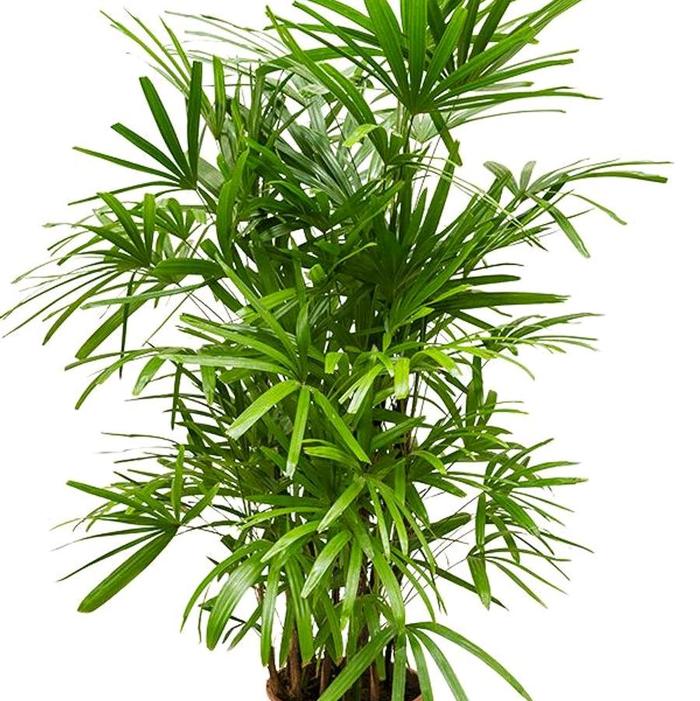 Jual Tanaman Palem Regu / Palem Waregu / Lady Palm Plant / Rhapis ...