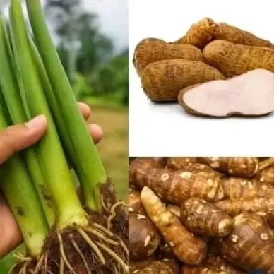 Bibit Pohon Umbi Gajah Pulen 10 Pohon - Tanaman