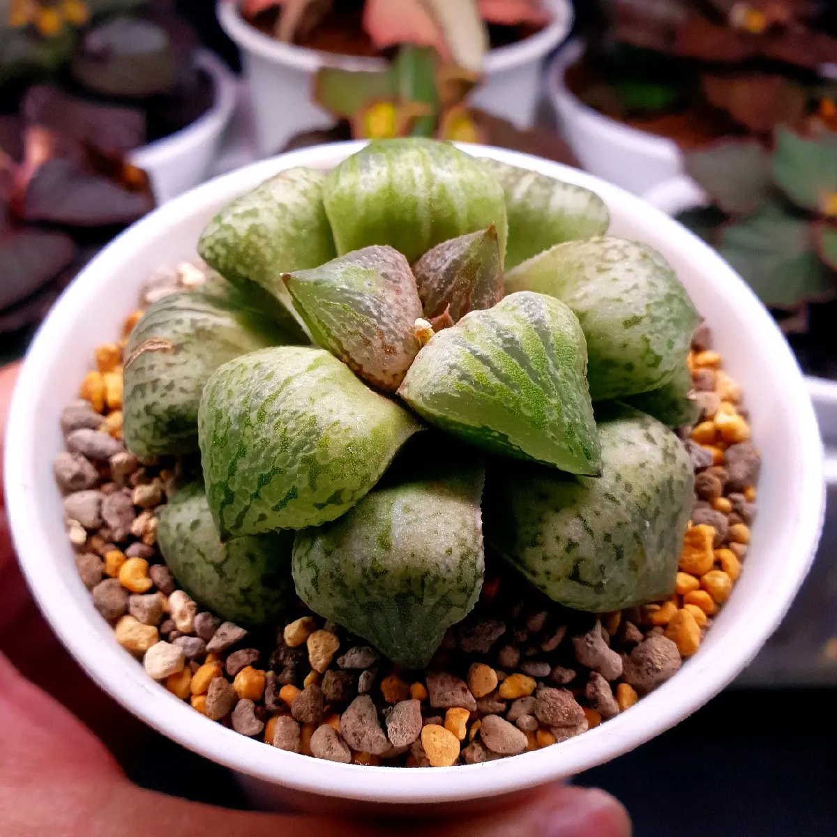 Haworthia Comptoniana 'Green Raccoon' unique Stunning Succulent Plant