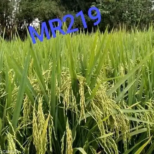 1kg Benih padi MR219 jumbo 3