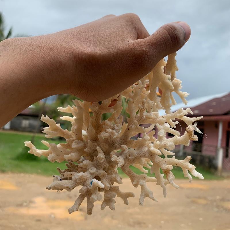 Kerang dari laut untuk hiasan 1
