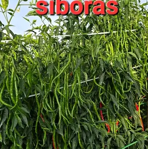 Bibit Cabai Merah Keriting Lokal Siboras 20gr - Cocok untuk Dataran Rendah dan Tinggi Tanaman