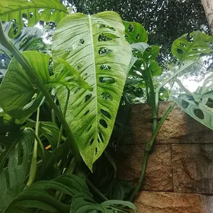 tanaman hias monstera obliqua tanaman hias hidup bibit tanaman monstera obliqua