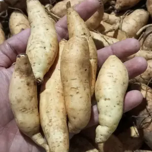 ubi cilembu kucrak ( ukuran paling kecil  Manis) isi banyak banget di bawah grad nya ares