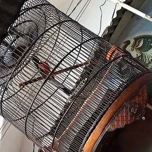 NUTRIMIX VOER KUNING Pakan Burung Murai Kacer Trucuk Jalak