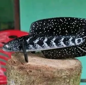 patung asiatica size 21-24cm bonus stiker