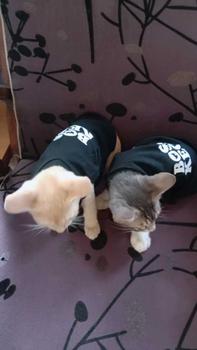 Product Review of baju kucing/anjing murah / aksesoris hewan kesayangan sablon from 𝐜**. 1