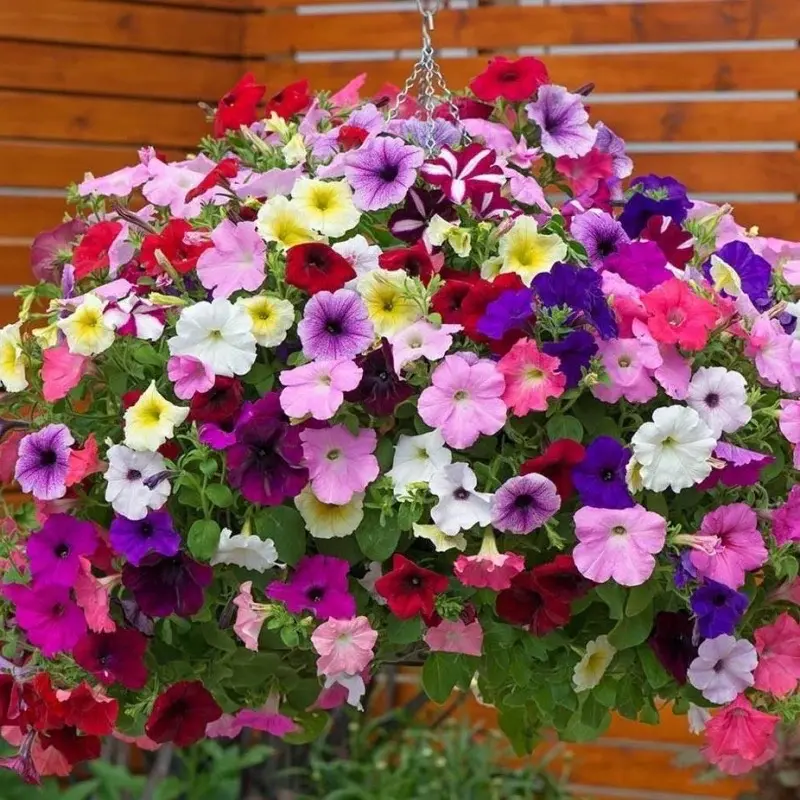 100 SEED - Dwarf Mix Colour Benih Bunga Petunia