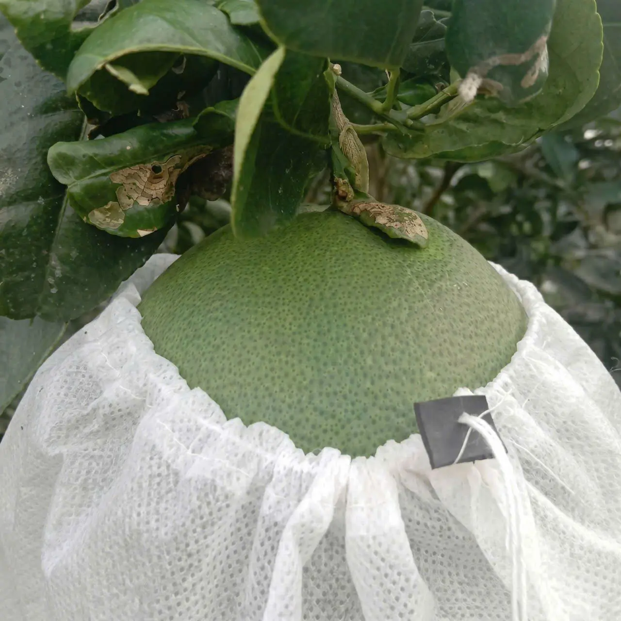 18x25 bọc chùm nho,bọc chùm nhãn,(CÓ NÚT CHẶN)