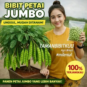 BELI 1 GRATIS 1 Bibit Petai Hibrida Jumbo Okulasi Pendek Cepat Berbuah Dipot