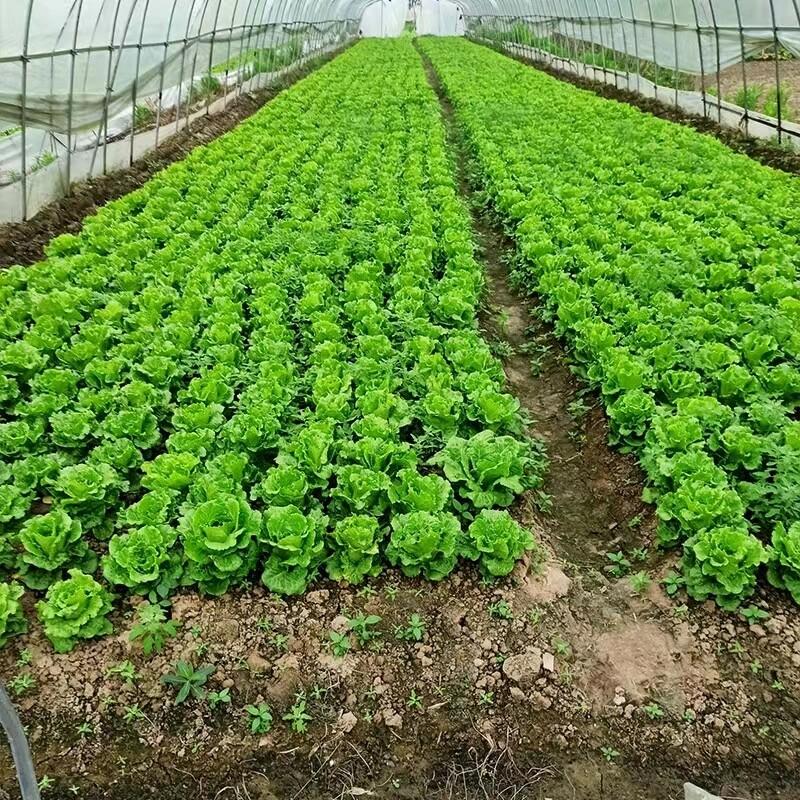 Product Introduction of [Fast Growing] 100 Seeds Salad Romaine Lettuce Seeds for Sale Organic Vegetable Seeds Suitable for Tropical Growing Genuine Seeds Hydroponics Vegetable Plants Seed Biji Benih Daun Salad Bonsai Tree Live Plant Fast Grow Flowers Benih Sayur Sayuran 21