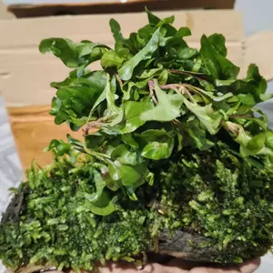 Kayu rentek triminil mix tanaman aquascape