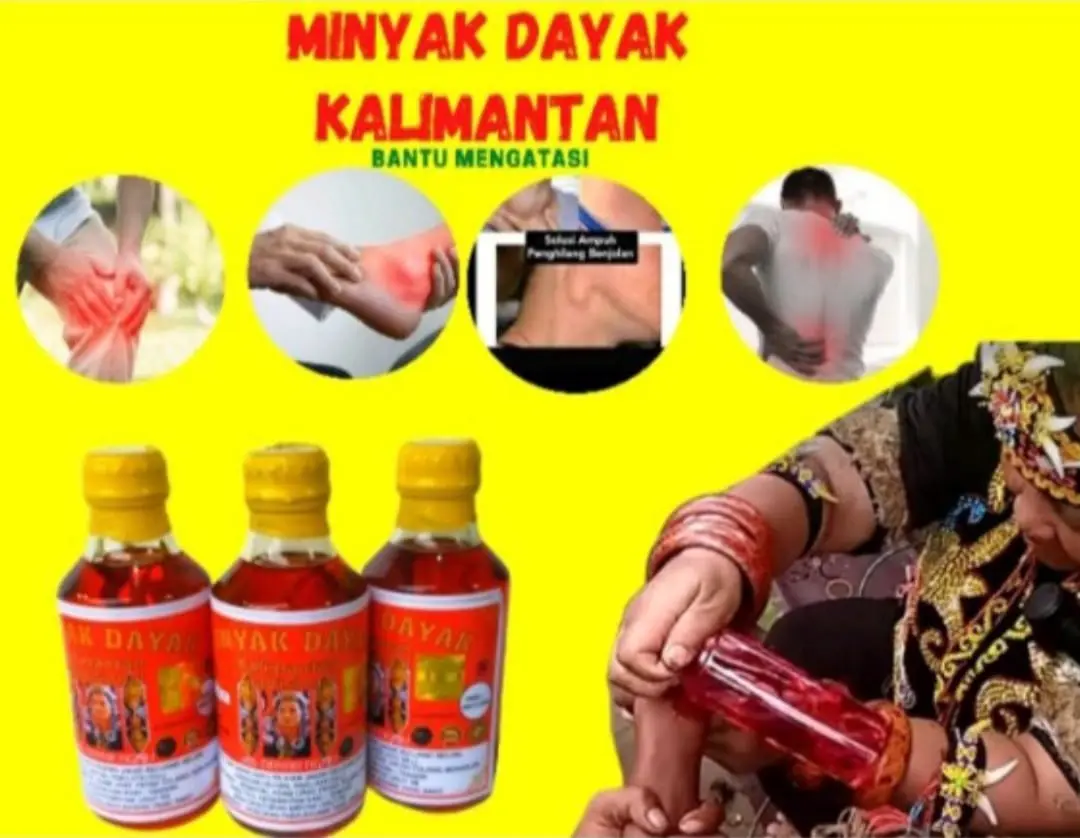 minyak dayak asli kalimantan mengatasi reumatik asam urat