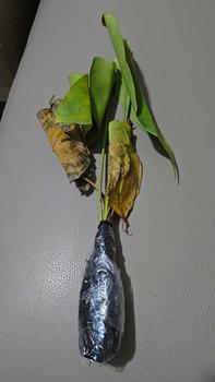 Product Review of Tanaman Hias Anthurium Bunga Merah-tanaman hijau palsu from L**a 1