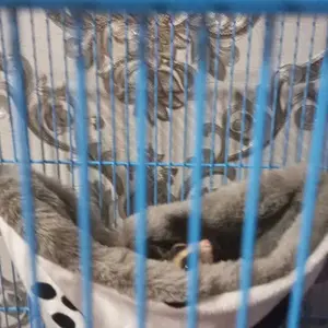 SLEEPING POUCH DORAEMON BULU TEBAL KASUR SUGAR GLIDER BULU TEBAL TEMPAT TIDUR SUGAR GLIDER TUPAI TERBANG LANDAK HAMSTER POUCH SG SUGAR GLIDER