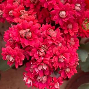 20 Semillas de Kalanchoe Multivariedad y Multicolor Flores Duraderas Ideal para Amantes de Plantas de Interior