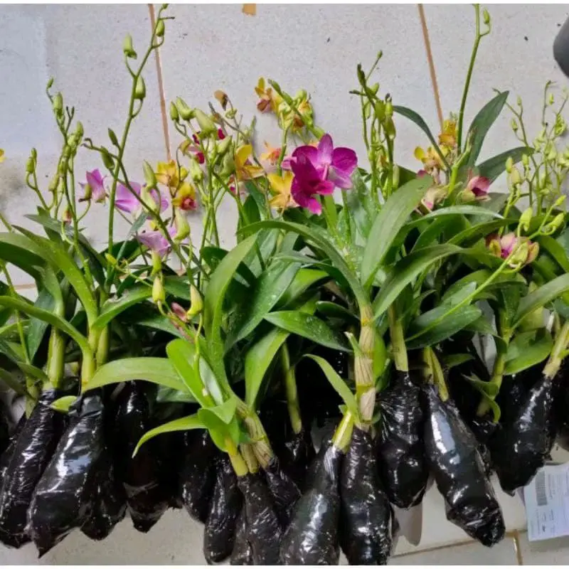 Tanaman Hias Anggrek Dendrobium Dewasa Siap Berbunga - Ukuran 30-35cm