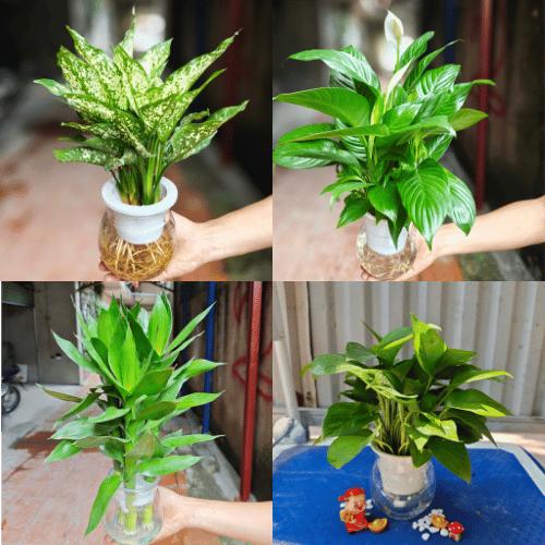 Các mẫu cây thuỷ sinh+bình thuỷ tinh (trầu bà ,vạn lộc,kim tiền...vv) 1