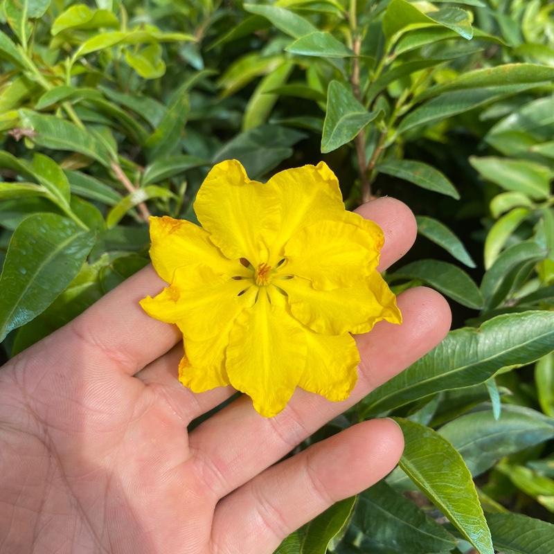 Cây Mai vàng Siêu Nụ chơi tết 2026 ( cao 40cm , tán ngang 40 ) bông 8-12 cánh ( cây đi sang chậu Nhựa đen tránh bể chậu hư cây )