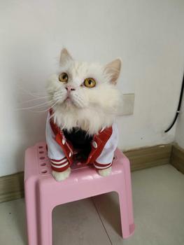 Product Review of baju kucing lucu aksesoris hewan peliharaan - BUKIPET BASIC VARSITY from D**a D**e 1
