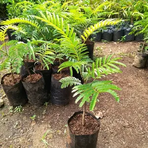 Bibit Petai Jumbo Okulasi Kualitas Premium Ketinggian Sekitar 60cm Tanaman Hias Tumbuhan Organik