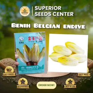 Biji Benih sayuran Belgian Endive