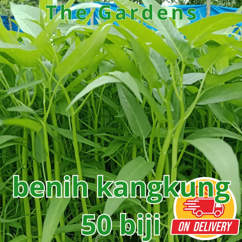 BIG SALE - 50 Bibit / benih / biji kangkung darat - kangkung bangko - bibit sayurk Pak Tani Kacang Pupuk Sawi pohon  kangkung 1
