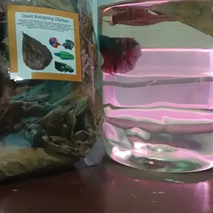 Daun Ketapang Laut Fermentasi Olahan siap Pakai