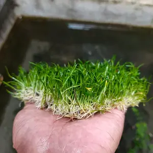 Tanaman Rumput Hijau untuk aqurium liliopsis