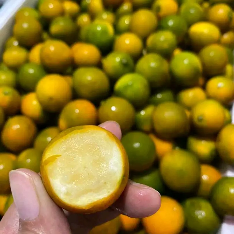 Jeruk Kimkit 500gr/Pack Segar dengan Kulit untuk Konsumsi - Buah, Zuriat, Frozen 5