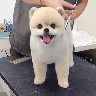 Bộ kéo chải lông cho thú cưng, 7,5 inch, Được làm bằng thép không gỉ 440c của Nhật Bản, Kéo cắt lông thú cưng hai đuôi phẳng / răng / uốn cong 7