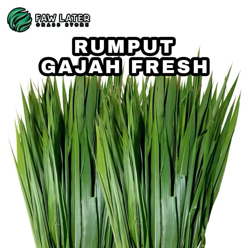 Rumput Gajah Odot Fresh Untuk Pakan Sulcata, Kura-Kura, Kelinci, Domba, Kambing, Sapi Dll