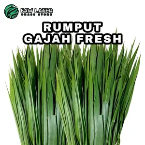Rumput Gajah Odot Fresh Untuk Pakan Sulcata, Kura-Kura, Kelinci, Domba, Kambing, Sapi Dll