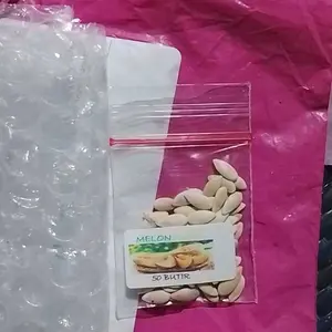 50 BUTIR BENIH MELON MADU MANIS