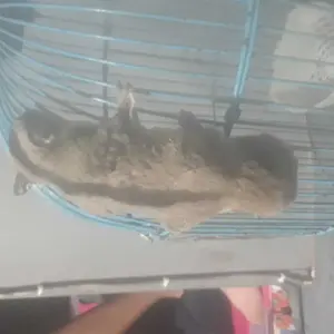Tali harnes tuntun sugar glider tupai dan Marmut Guinea pig / Harness