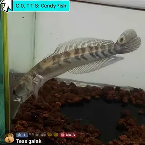 Cairan Pengobatan Ikan Channa Doktor Channa by Bos Bos Qu