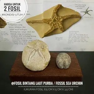 Fosil Bintang Laut Purba B3 atau Fossil Sea Urchin atau Fosil Landak Laut atau Fosil Starfish atau Fosil Temuan