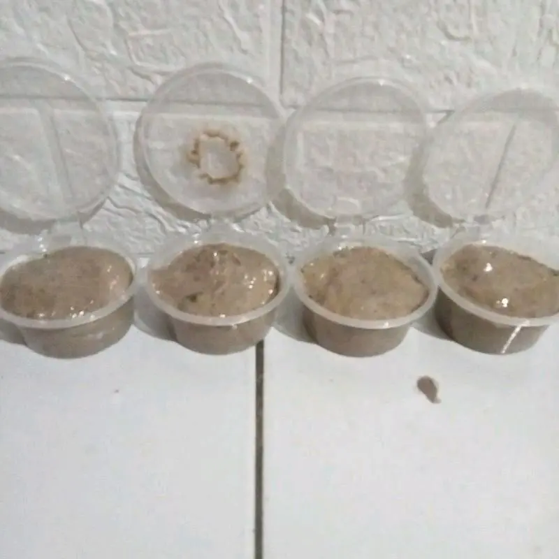PULUT BURUNG BERAT 41 GRAM isi 10 kaV 3