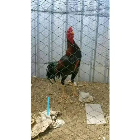 jaring pagar ayam ukuran 1.5m x 100meter lubang 4inc 1