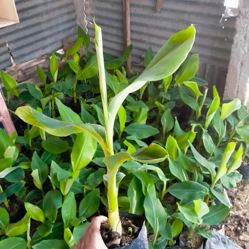 Benih pisang ulin/marlin murah berkualitas 2