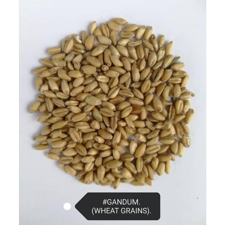 Gandum Wheat Grains 23kg Bird Food Feed
