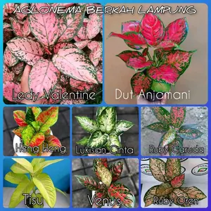 paket isi 8 jenis bunga AGLONEMA murah dewasa
