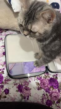 Product Review of Tablet Sleeve Bag 10.9-12.9 inch Handbag Case for iPad Samsung Xiaomi Lenovo Sleeve Bag Cover Shockproof Pouch Multi Pockets from N**e C**l C**o 2