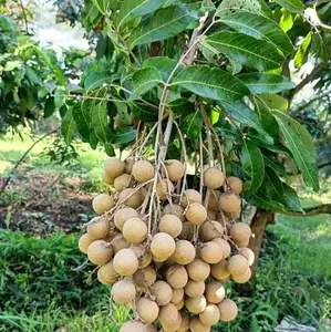 Beli 2Bonus 1,Bibit Tanaman Kelengkeng New Kristal Super Unggulan Siap Tanam