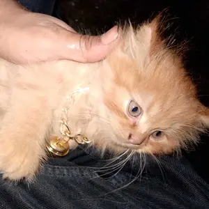 Kalung kucing rantai gold dan silver lonceng besar 26mm bisa request ukuran diameter kalung