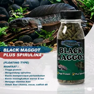 maggot pakan channa asiatica black maggot plus spirulina pakan oscar chana