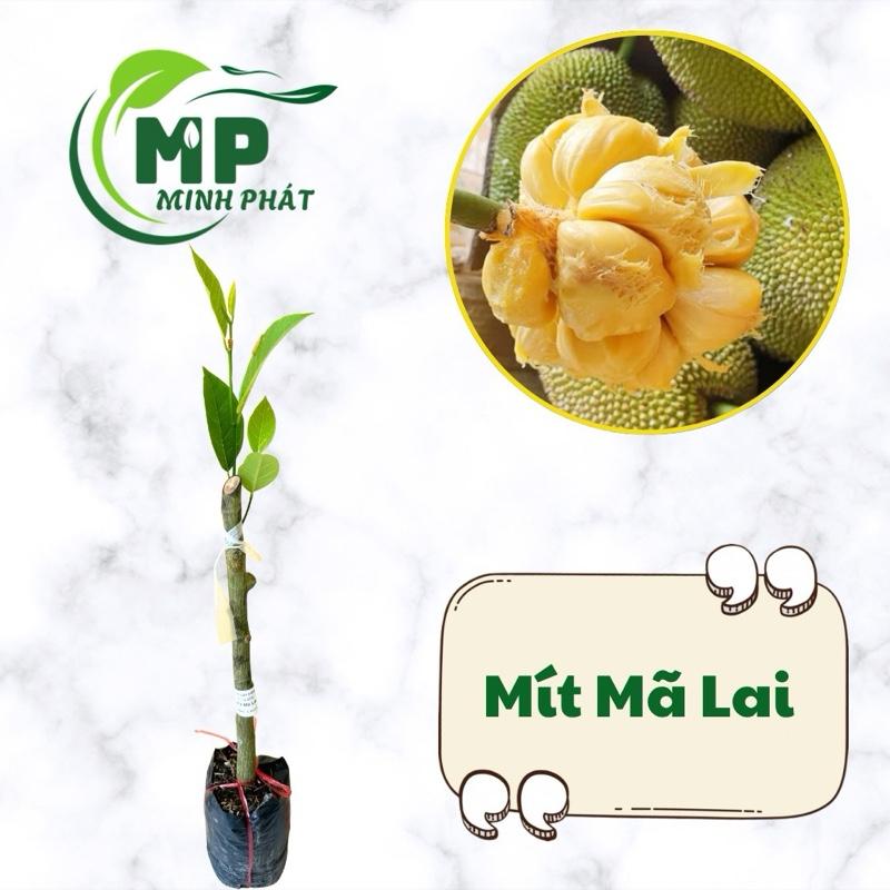 Cây giống Mít Mã Lai thường hạt nhỏ mít mã lai xưa